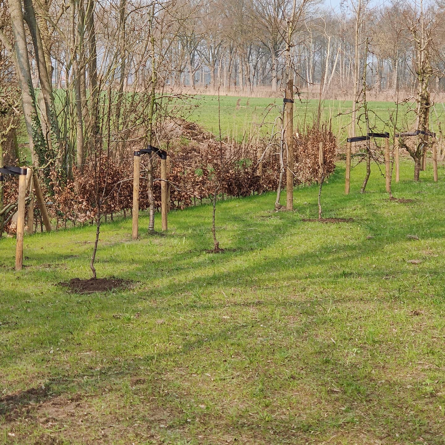 Fruit bomen